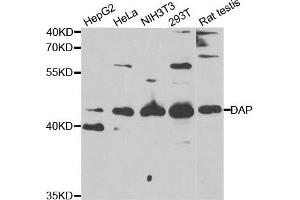 Western Blotting (WB) image for anti-Death-Associated Protein (DAP) antibody (ABIN1877136) (DAP 抗体)