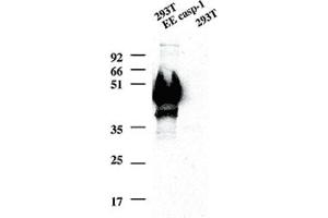 Casp1 monoclonal antibody, clone 1H11  detect overexpressed Casp1 in 293T cells transiently transfected with a EE tagged inactive cysteine mutant of mouse Casp1 as a band of ~45 kDa. (Caspase 1 抗体  (AA 206-220))