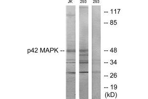 Western Blotting (WB) image for anti-Mitogen-Activated Protein Kinase 1 (MAPK1) (Internal Region) antibody (ABIN1849288) (ERK2 抗体  (Internal Region))