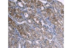 DAB staining on IHC-P; Samples: Human Stomach Tissue (APOA1 抗体  (AA 122-267))