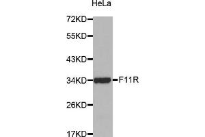 Western Blotting (WB) image for anti-F11 Receptor (F11R) (AA 30-238) antibody (ABIN6216028) (F11R 抗体  (AA 30-238))
