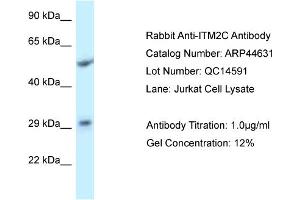 WB Suggested Anti-ITM2C Antibody   Titration: 1. (ITM2C 抗体  (Middle Region))