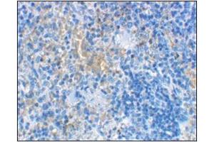 Immunohistochemical staining of rat spleen cells using AP30552PU-N at 2 μg/ml.