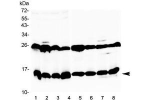 Western blot testing of 1) mouse thymus, 2) mouse kidney, 3) mouse testis, 4) mouse ovary, 5) rat heart, 6) rat skeletal muscle, 7) rat stomach and 8) rat testis tissue lysate with Galectin 1 antibody at 0.