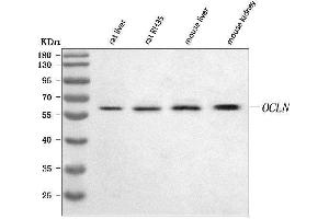 Western blot analysis of Occludin/Ocln using anti-Occludin/Ocln antibody (ABIN7602327).