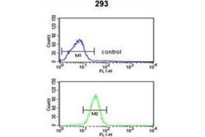 Flow cytometric analysis of 293 cells using GCLM / GLCLR Antibody (C-term) Cat. (GCLM 抗体  (C-Term))