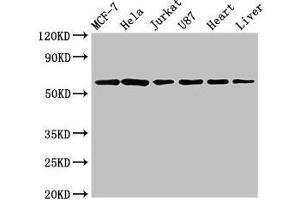 Western Blot Positive WB detected in: MCF-7 whole cell lysate, Hela whole cell lysate, Jurkat whole cell lysate, U87 whole cell lysate, Rat heart tissue, Rat liver tissue All lanes: SOCS7 antibody at 3 μg/mL Secondary Goat polyclonal to rabbit IgG at 1/50000 dilution Predicted band size: 63, 38 kDa Observed band size: 63 kDa (SOCS7 抗体  (AA 6-165))