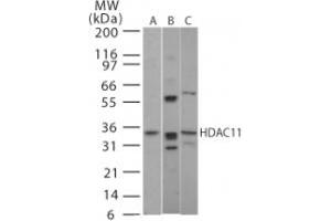 Image no. 1 for anti-Histone Deacetylase 11 (HDAC11) (AA 60-78) antibody (ABIN208469) (HDAC11 抗体  (AA 60-78))