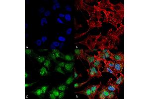 Immunocytochemistry/Immunofluorescence analysis using Rabbit Anti-Beclin 2 Polyclonal Antibody . (Beclin 2 抗体  (AA 410-421) (Atto 594))