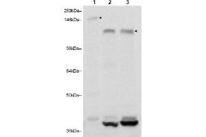 Image no. 1 for anti-RAB11 Family Interacting Protein 3 (Class II) (RAB11FIP3) (C-Term) antibody (ABIN401388) (RAB11FIP3 抗体  (C-Term))