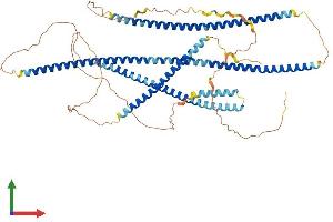 AlphaFold protein structure predicition of Mouse Recombinant Tnip1 Protein, UniprotID Q9WUU8