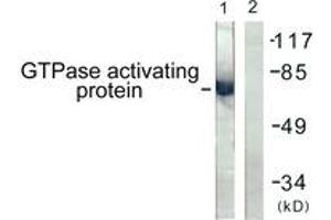 Western blot analysis of extracts from COS7 cells, using GTPase Activating Protein (Ab-387) Antibody. (RACGAP1 抗体  (AA 353-402))