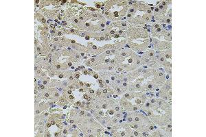 Immunohistochemistry of paraffin-embedded rat kidney using POT1 antibody. (POT1 抗体)