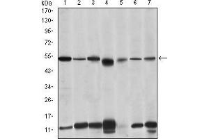 Western blot analysis using IRAK4 mouse mAb against THP-1 (1), Hela (2), K562 (3), MCF-7 (4), RAW264.