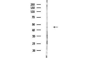 anti-Cyclin I (CCNI) (N-Term) antibody