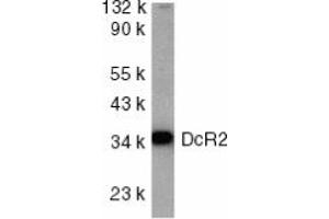 Image no. 1 for anti-Tumor Necrosis Factor Receptor Superfamily, Member 10d, Decoy with Truncated Death Domain (TNFRSF10D) (AA 249-263) antibody (ABIN201906) (DcR2 抗体  (AA 249-263))