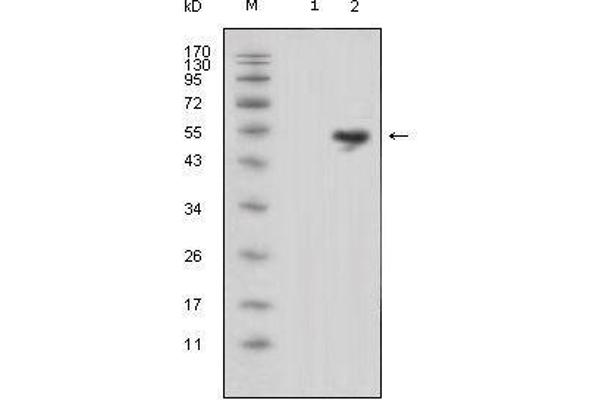 Lipocalin 1 抗体