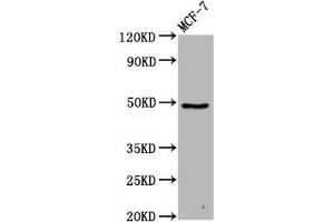 Western Blot Positive WB detected in: MCF-7 whole cell lysate All lanes: FAM71D antibody at 4. (FAM71D 抗体  (AA 220-398))