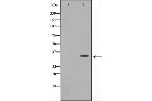 Western blot analysis on A549 cell lysate using OVOL1 Antibody. (OVOL1 抗体  (N-Term))