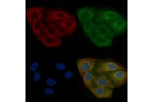 TUBA4A Mouse Monoclonal Antibody staining Hela cells by IF/ICC. (TUBA4A 抗体)