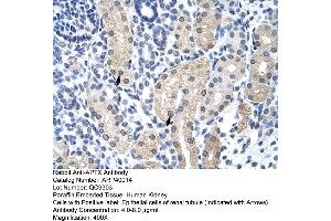 Human kidney (Aprataxin 抗体  (C-Term))