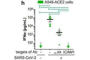 Quantification of IFNα in SN of pDCs cocultured with SARS-CoV-2-infected cells A549-ACE2 treated or not with blocking antibodies against αL-integrin and ICAM-1 at 10 µg/mL.