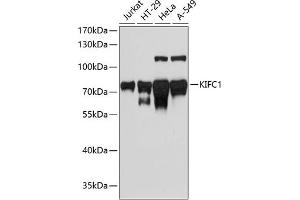 Western blot analysis of extracts of various cell lines, using KIFC1 antibody (ABIN1680592, ABIN3017666, ABIN3017667 and ABIN6220203) at 1:3000 dilution. (KIFC1 抗体  (AA 1-250))