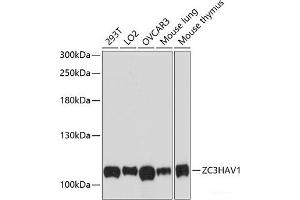 Western blot analysis of extracts of various cell lines using ZC3HAV1 Polyclonal Antibody at dilution of 1:3000. (ZC3HAV1 抗体)