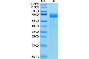 SDS-PAGE (SDS) image for delta-Like 4 (DLL4) (AA 27-524) protein (His-Avi Tag,Biotin) (ABIN7274487)