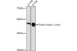 Western blot analysis of extracts of various cell lines, using Tubulin beta-1 chain Rabbit mAb (ABIN7271045) at 1:1000 dilution. (TUBB1 抗体)