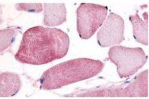 Anti-Cyclin L1/L2 (isoform 2) Antibody - Immunohistochemistry  Affinity Purified anti- Cyclin L1/L2 (isoform 2) antibody was used at a 10 µg/ml to detect cyclin L in a variety of tissues including breast, kidney, liver, lung, skeletal muscle, pancreas, prostate and spleen. (Cyclin-L1 (CCNL2) 抗体)