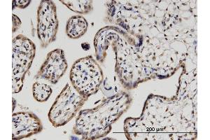Immunostaining (ISt) image for anti-Pleckstrin Homology Domain Containing, Family O Member 1 (PLEKHO1) (AA 1-409) antibody (ABIN526535)