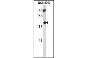 Western blot analysis in NCI-H292 cell line lysates (35 ug/lane) using RPS12 Antibody (N-term) Cat. (RPS12 抗体  (N-Term))