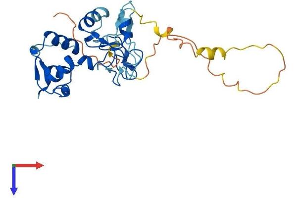 C11orf46 Protein (AA 1-276) (His tag)