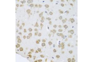 Immunohistochemistry of paraffin-embedded mouse brain using GRPEL2 antibody at dilution of 1:100 (40x lens). (GRPEL2 抗体)