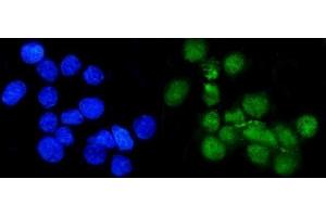 IF analysis of METTL1 using anti-METTL1 antibody (ABIN7600484). (METTL1 抗体  (AA 2-276))