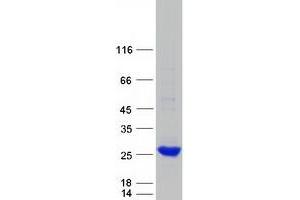 Validation with Western Blot (FTHL17 Protein (Myc-DYKDDDDK Tag))