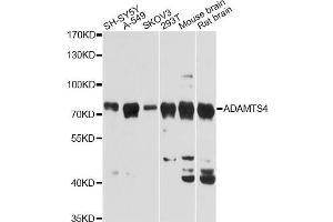 Western blot analysis of extracts of various cell lines, using ADAMTS4 Antibody (ABIN5971356) at 1:3000 dilution. (ADAMTS4 抗体)