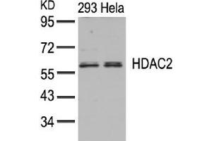 Image no. 3 for anti-Histone Deacetylase 2 (HDAC2) (AA 392-396) antibody (ABIN197336) (HDAC2 抗体  (AA 392-396))
