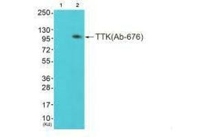 Western blot analysis of extracts from colo cells (Lane 2), using TTK (Ab-676) antiobdy. (Mps1 抗体  (Thr676))