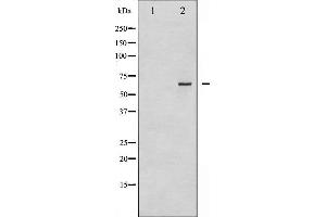 Western blot analysis of CDC25B phosphorylation expression in PMA treated NIH-3T3 whole cell lysates,The lane on the left is treated with the antigen-specific peptide. (CDC25B 抗体  (pSer323))