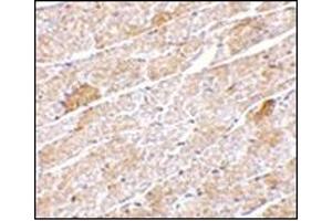 Immunohistochemistry of Neuritin in mouse heart tissue with this product at 5 μg/ml. (NRN1 抗体  (Center))