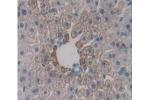 IHC-P analysis of Mouse Tissue, with DAB staining. (CD40 抗体  (AA 26-193))