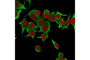 Immunofluorescence (IF) image for anti-Keratin 19 (KRT19) antibody (ABIN6939946)