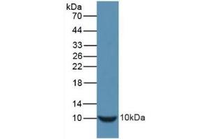 Detection of Recombinant INS, Mouse using Polyclonal Antibody to Insulin (INS) (Insulin 抗体  (AA 90-110))