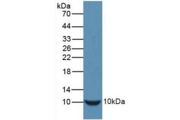 Insulin antibody  (AA 90-110)