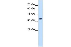 IDH3A antibody used at 1. (IDH3A 抗体)