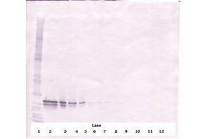 Image no. 1 for anti-Fibroblast Growth Factor 16 (FGF16) antibody (ABIN464831) (FGF16 抗体)