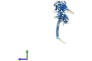 Protein Structure (PS) image for Cytokine Receptor-Like Factor 3 (CRLF3) (AA 1-442) protein (His tag) (ABIN7556438)