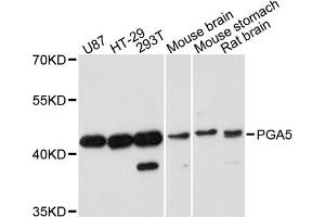 Western blot analysis of extracts of various cell lines, using PGA5 antibody. (PGA5 抗体)